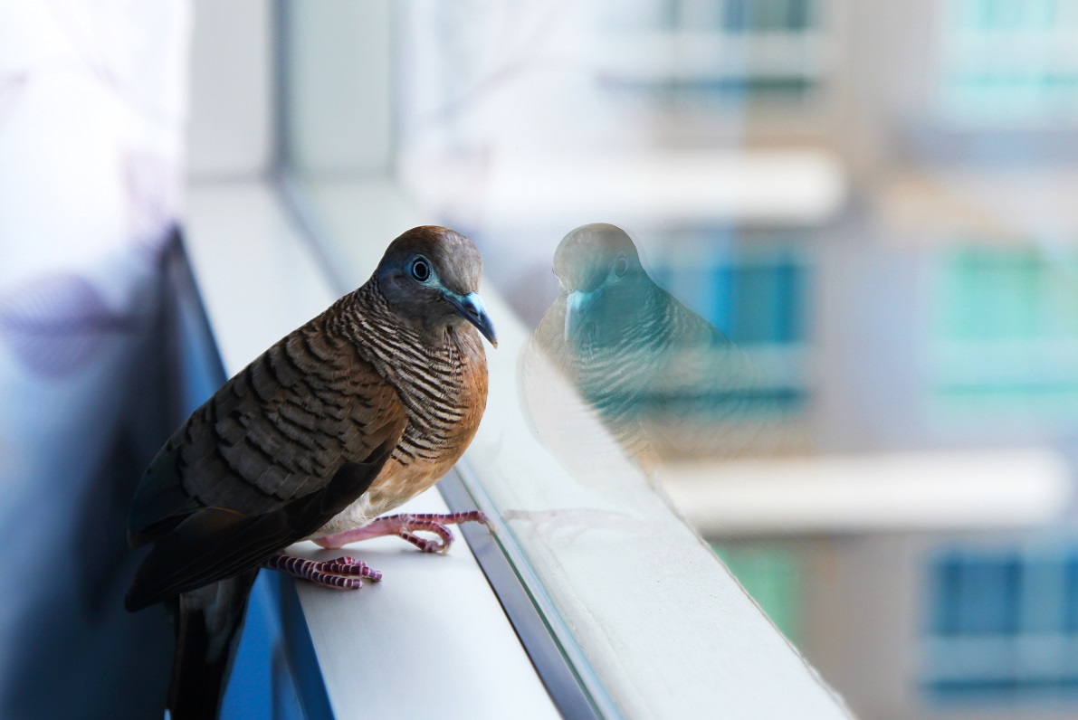 raleigh window film bird strike protection